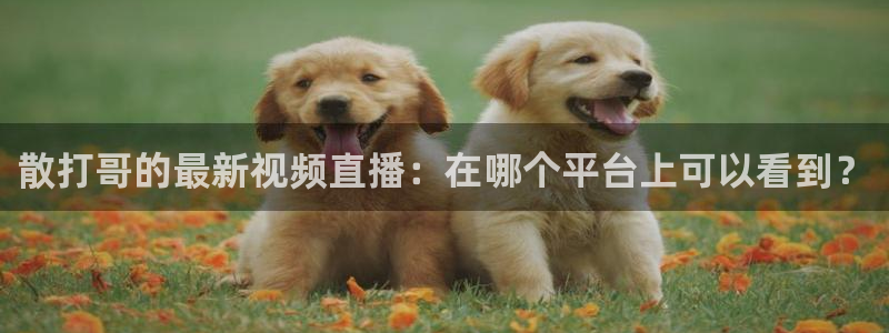 柠檬直播nba篮球在线观看：散打哥的最新视频直播：在哪个平台上可以看到？